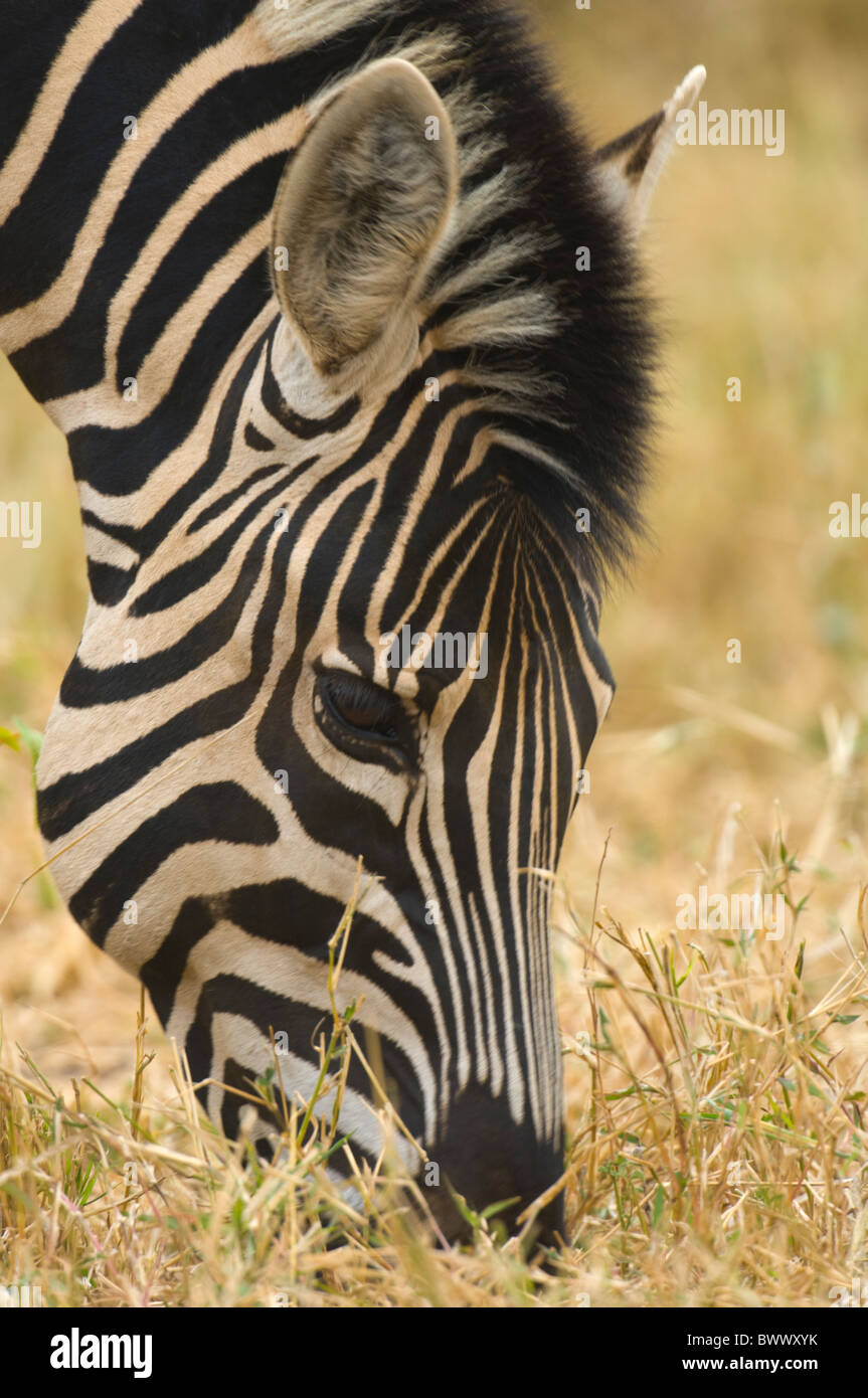 Le pianure Zebra Equus quagga burchelli Parco Nazionale Kruger Sud Africa Foto Stock