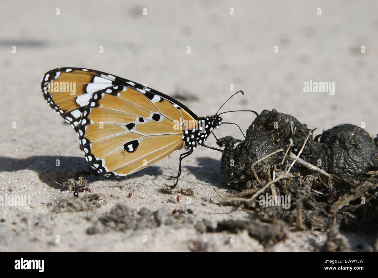 Il monarca africano Danaus chrysippus adulto Foto Stock