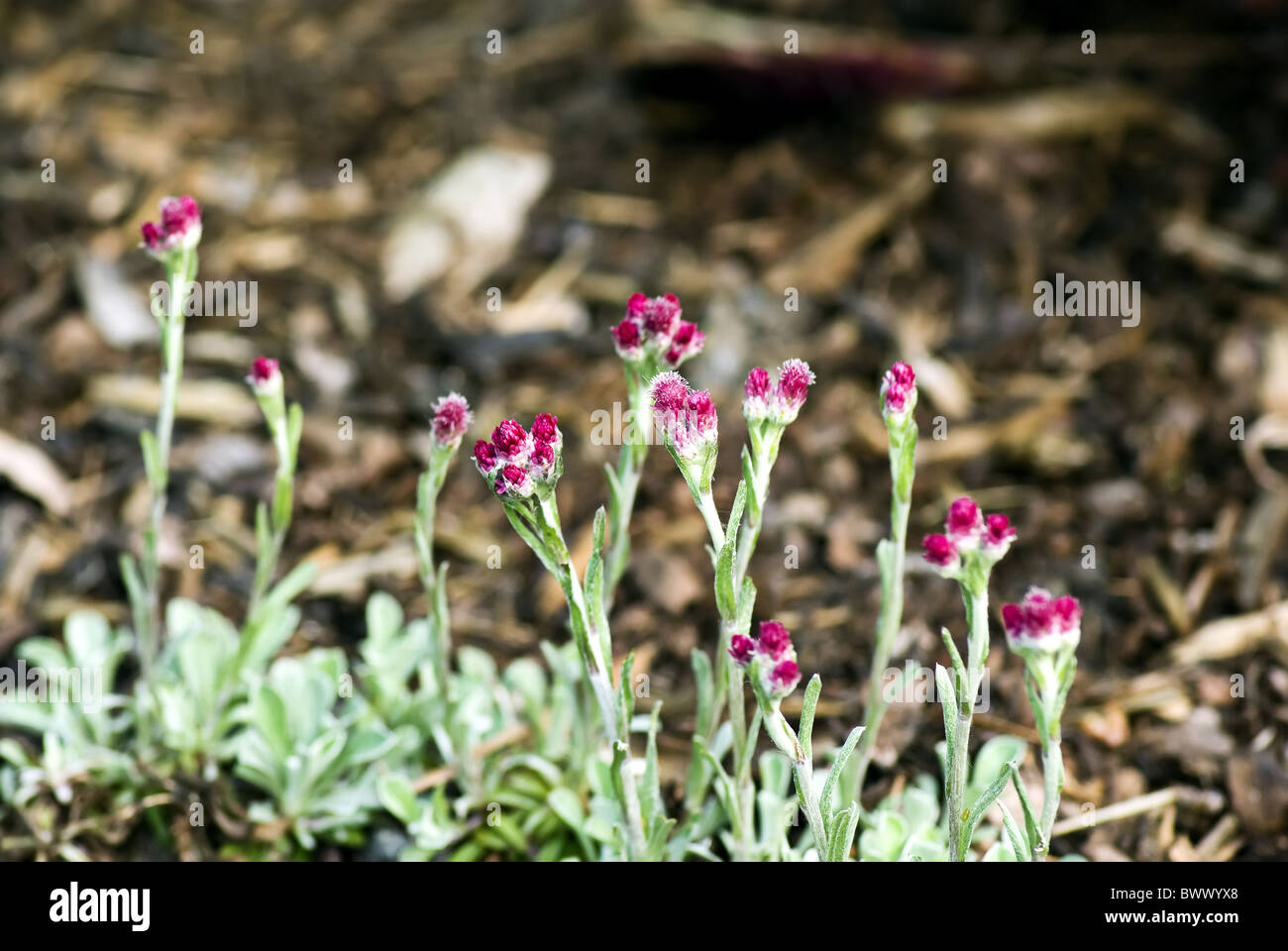 Catsfood - Antennaria dioica Foto Stock