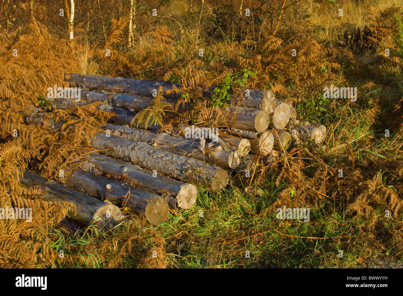 Autunno Autunno in attesa di Gran Bretagna British raccolta commerciale di conifere conifere conifere conifere tagliati Dorset secco essiccato Foto Stock