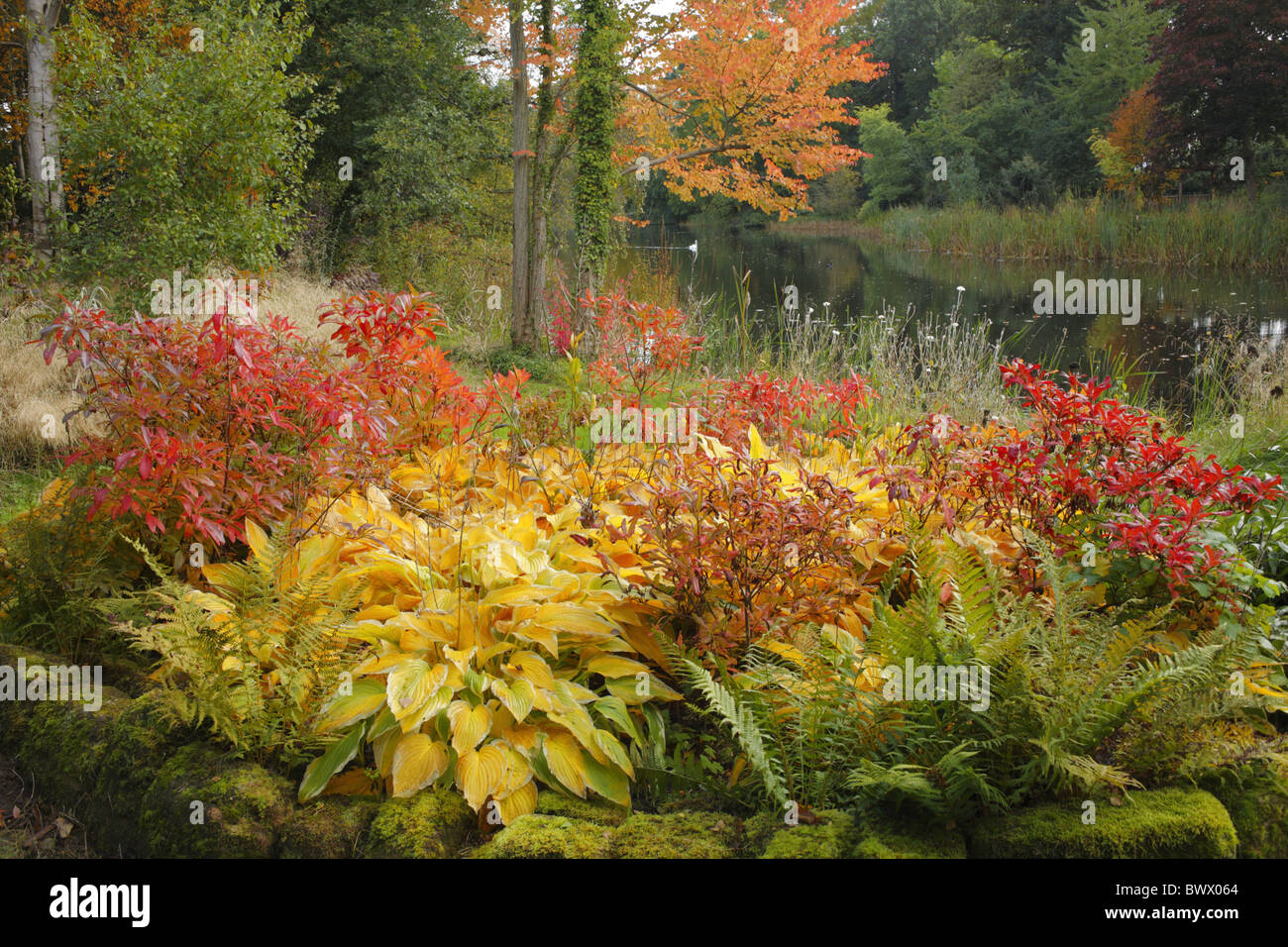Foglia Glansevern Autunno Autunno a colori natura ambiente naturale ambientale europea Europa powys galles gran bretagna british impianto Foto Stock