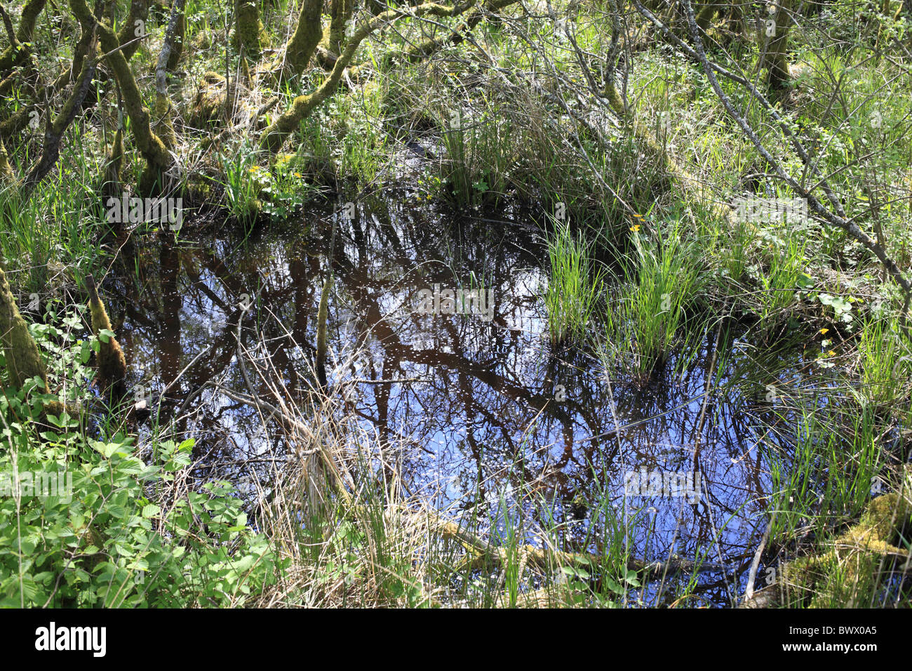 Ccors caron sollevato bog habitat natura palude naturale e selvaggio ambiente faunistico ambientale europea Europa galles gran bretagna Foto Stock