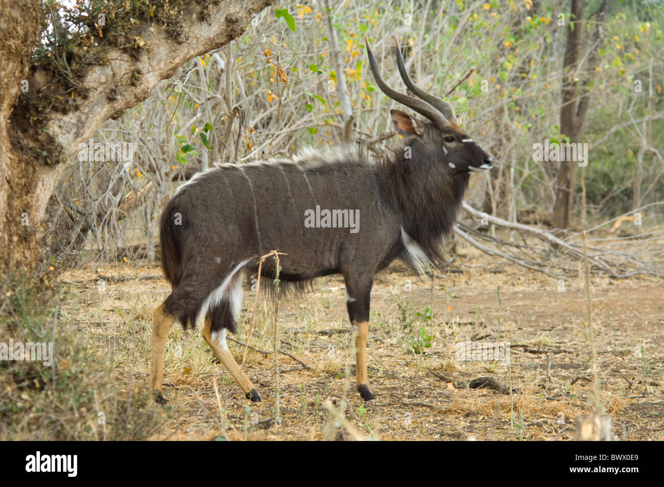 Maschio Kudu maggiore Tragelaphus strepsiceros Parco Nazionale Kruger Sud Africa Foto Stock