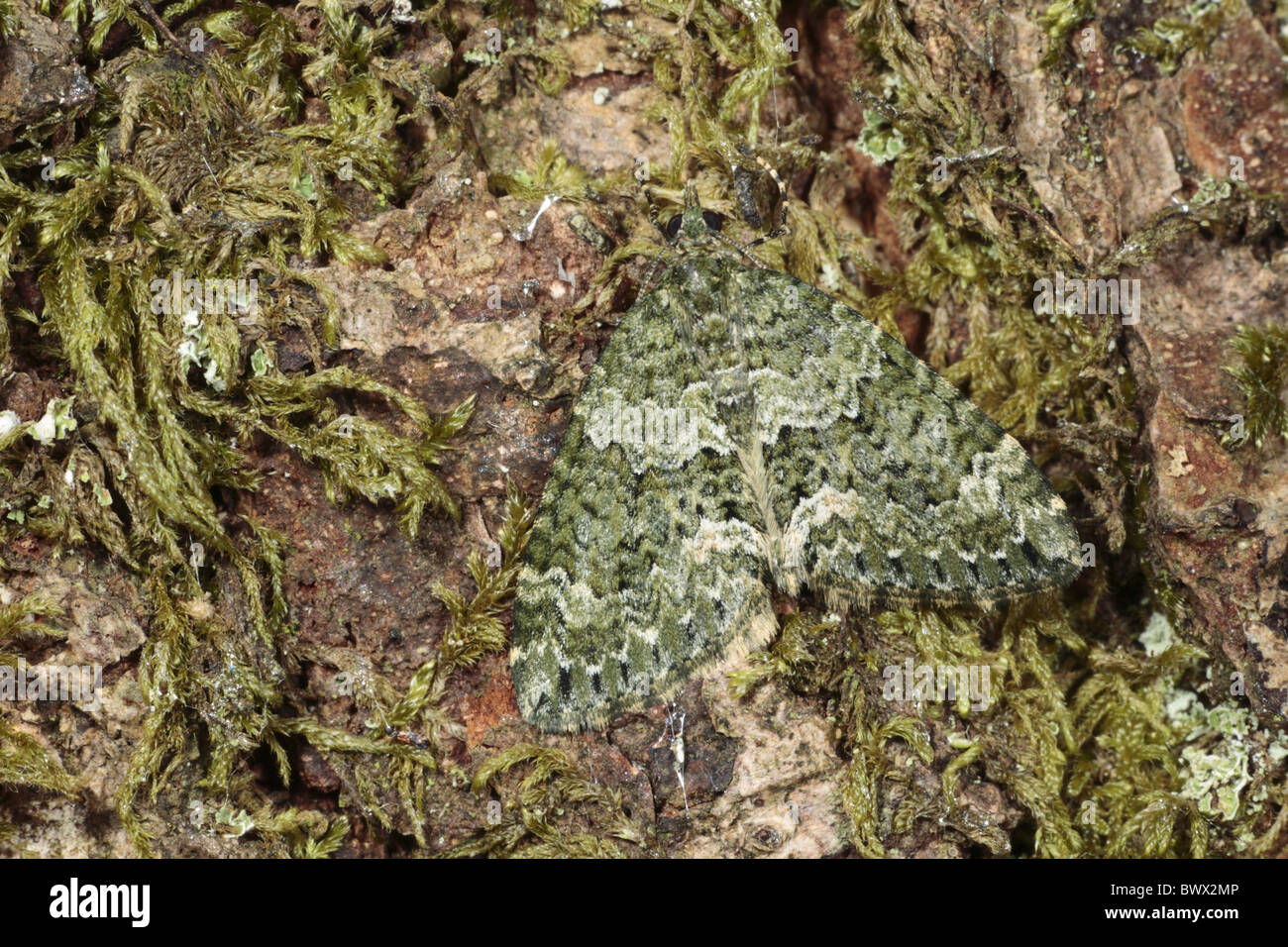 Autunno tappeto verde Chloroclysta miata natura naturali Fauna selvatica ambiente ambientali europa europea bug insetto Foto Stock