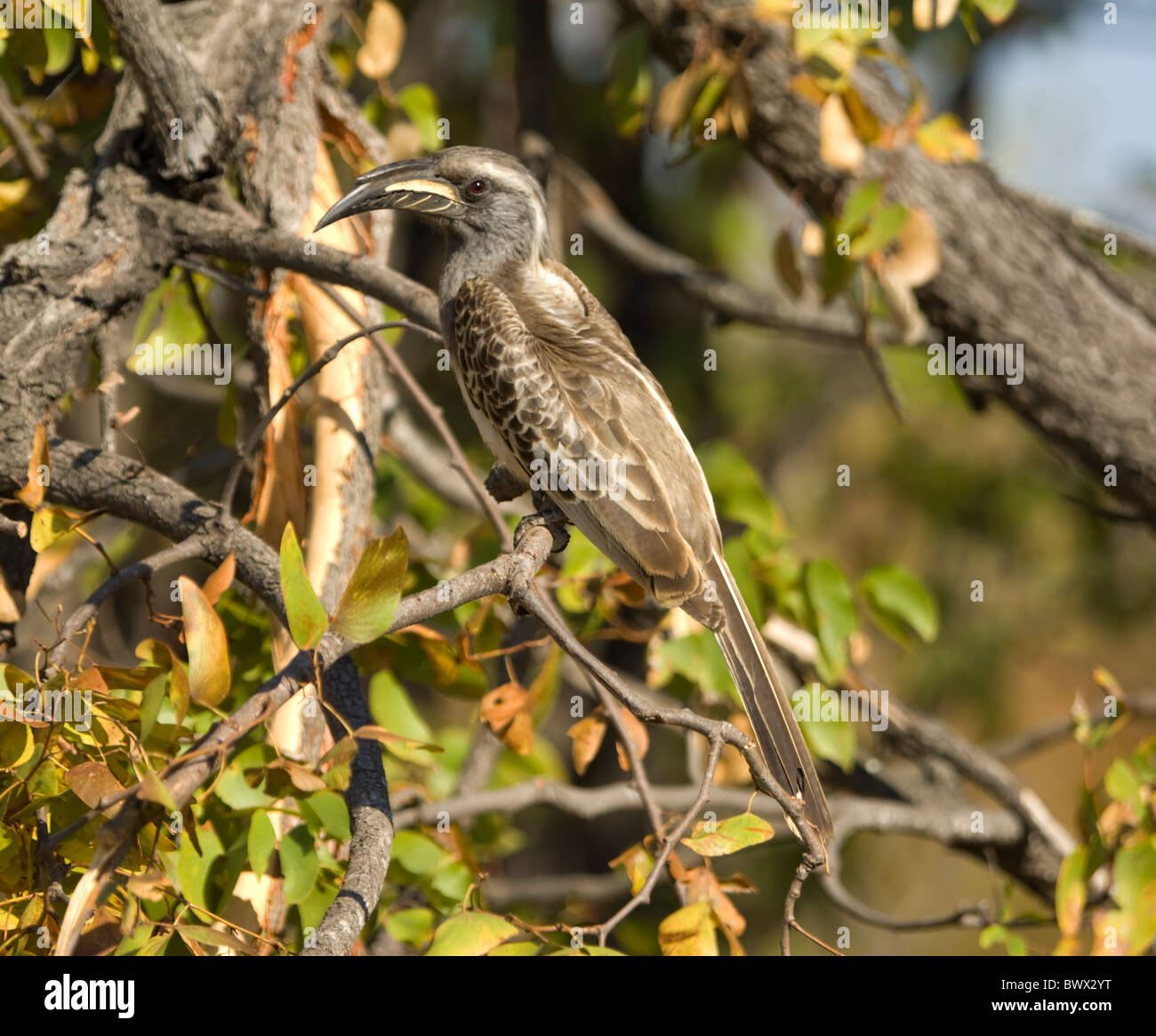 Grigio africano Hornbill Tockus nasutus Parco Nazionale Kruger Sud Africa Foto Stock