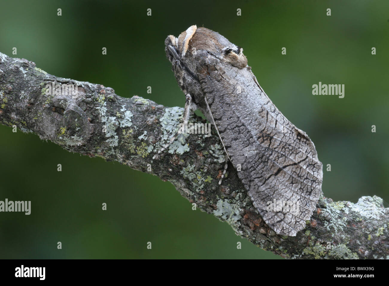 Animali Animali moth falene insetti lepidotteri insetti INVERTEBRATI ARTROPODI INVERTEBRATI ARTROPODI Europa fauna europea Foto Stock
