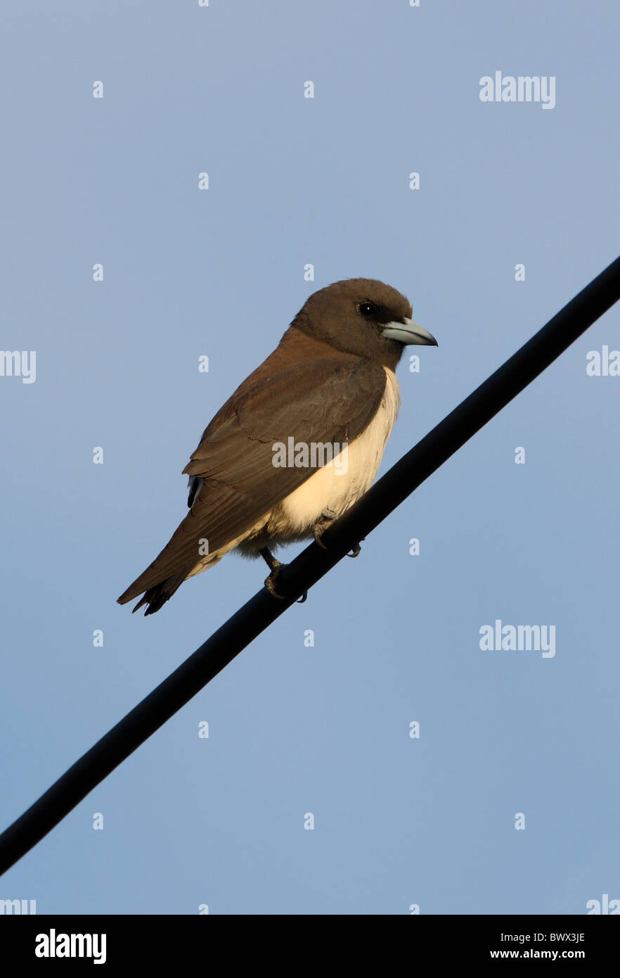 Bianco-breasted Woodswallow (Artamus leucorynchus) adulto, appollaiato su powerline, Sabah, Borneo, Malaysia, gennaio Foto Stock