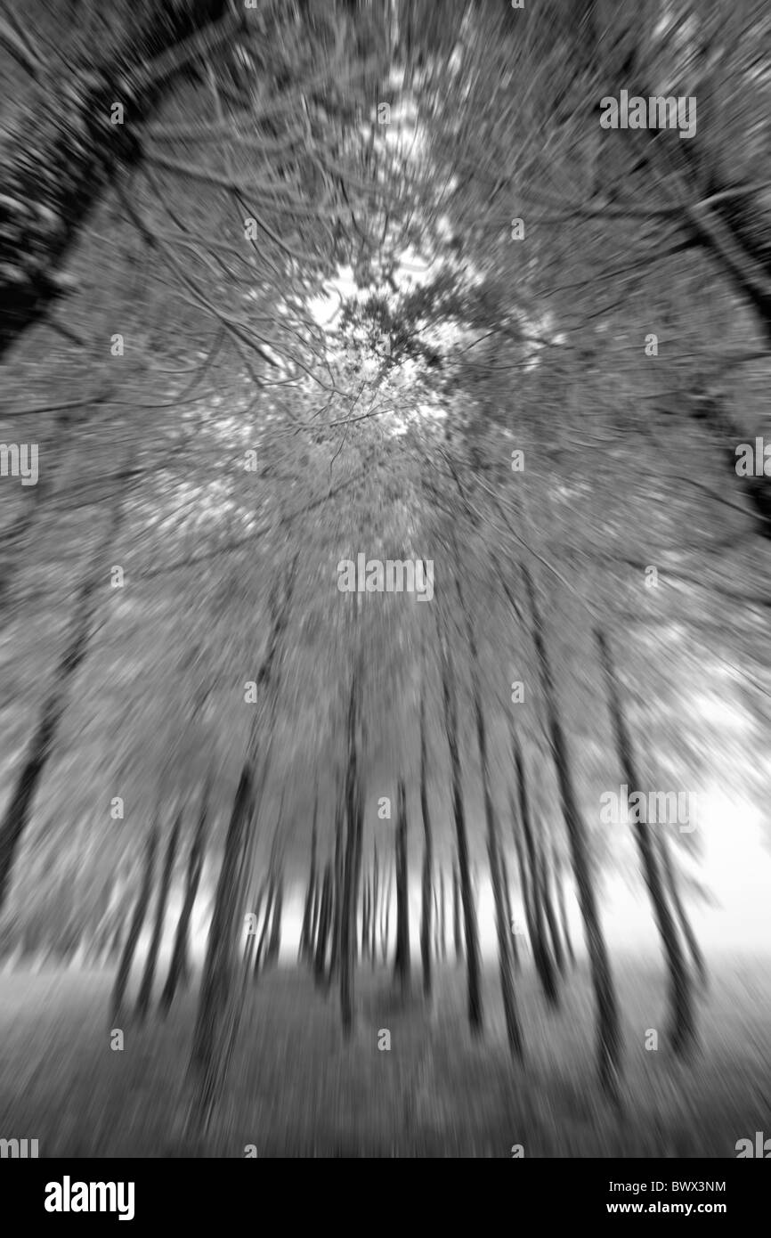 Spooky alberi possono Hill GLOUCESTERSHIRE REGNO UNITO Europa Foto Stock