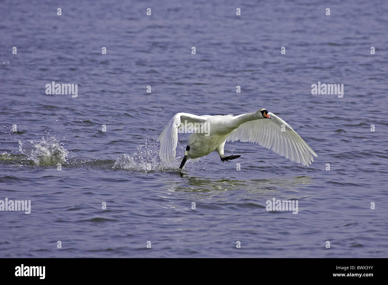 Cigno (Cygnus olor) maschio adulto, in tutta l'acqua a decollare, Dorset, Inghilterra, molla Foto Stock Cigno (Cygnus olor) maschio adulto, in tutta l'acqua a decollare, Dorset, Inghilterra, molla Foto Stock