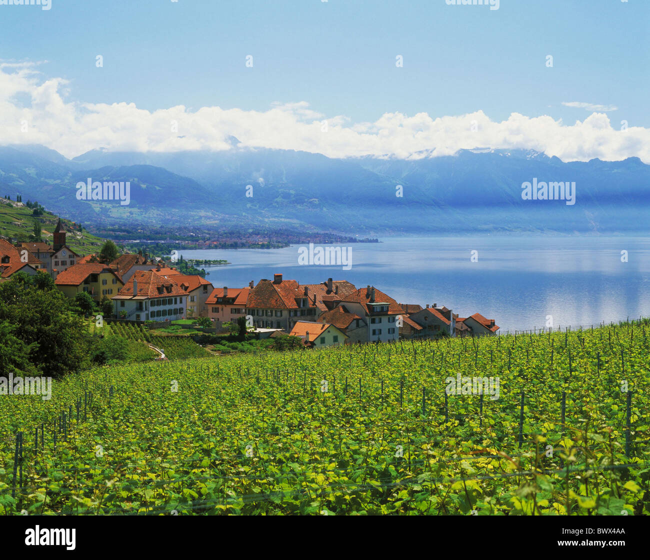 Il lago di Ginevra Lago di Ginevra Lac Leman Lavaux panorama Rivaz Svizzera Europa Vaud viticoltore del villaggio di vi Foto Stock