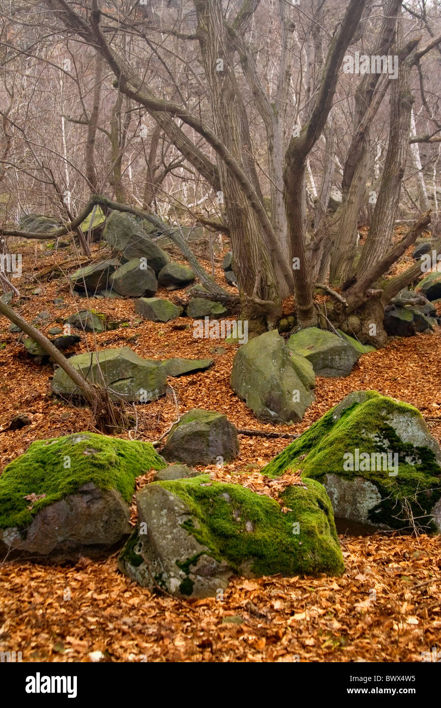 Scenario autunnale con pietra in foresta Foto Stock Scenario autunnale con pietra in foresta Foto Stock