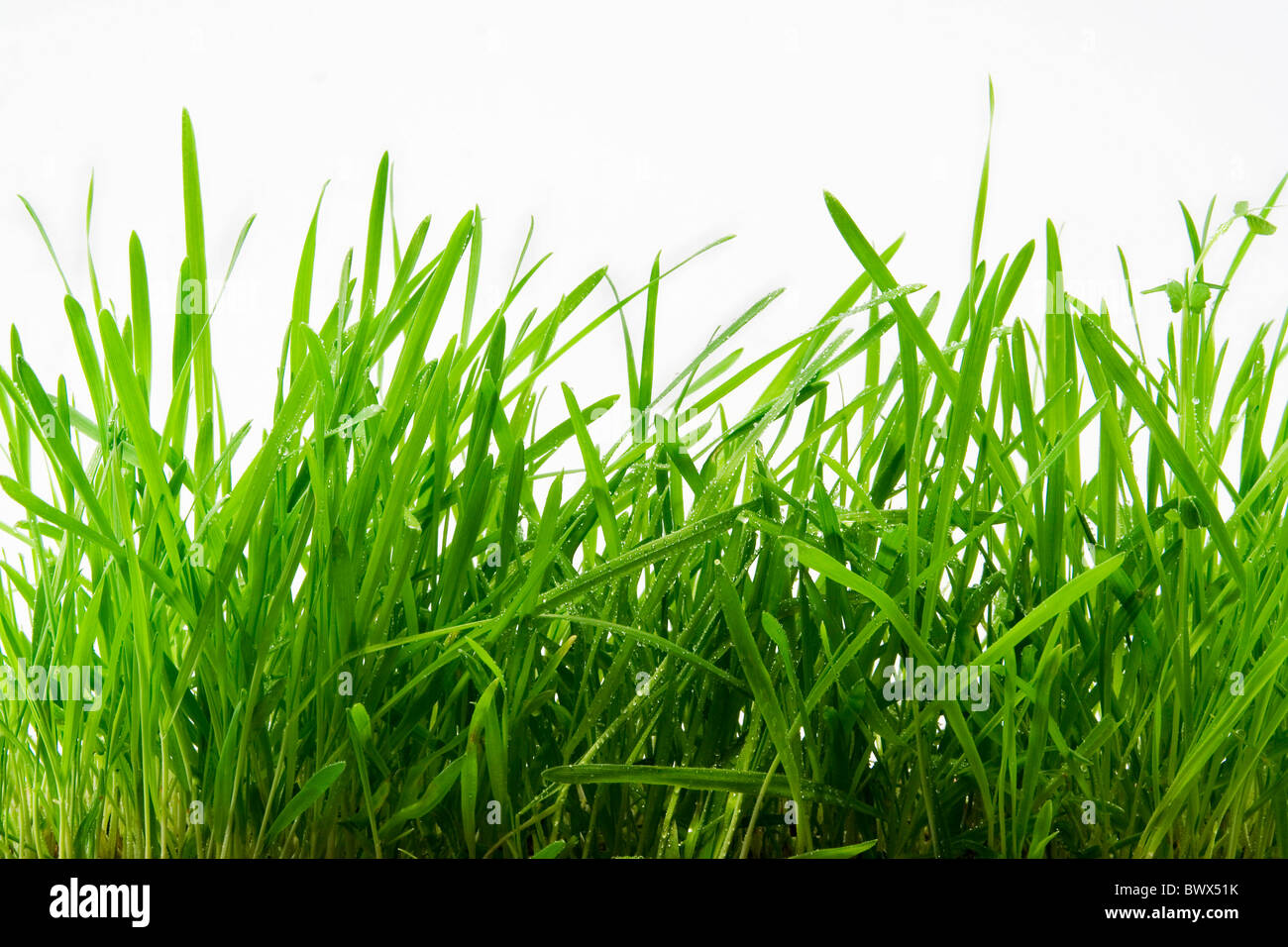 Il fresco verde erba di rugiada Foto Stock