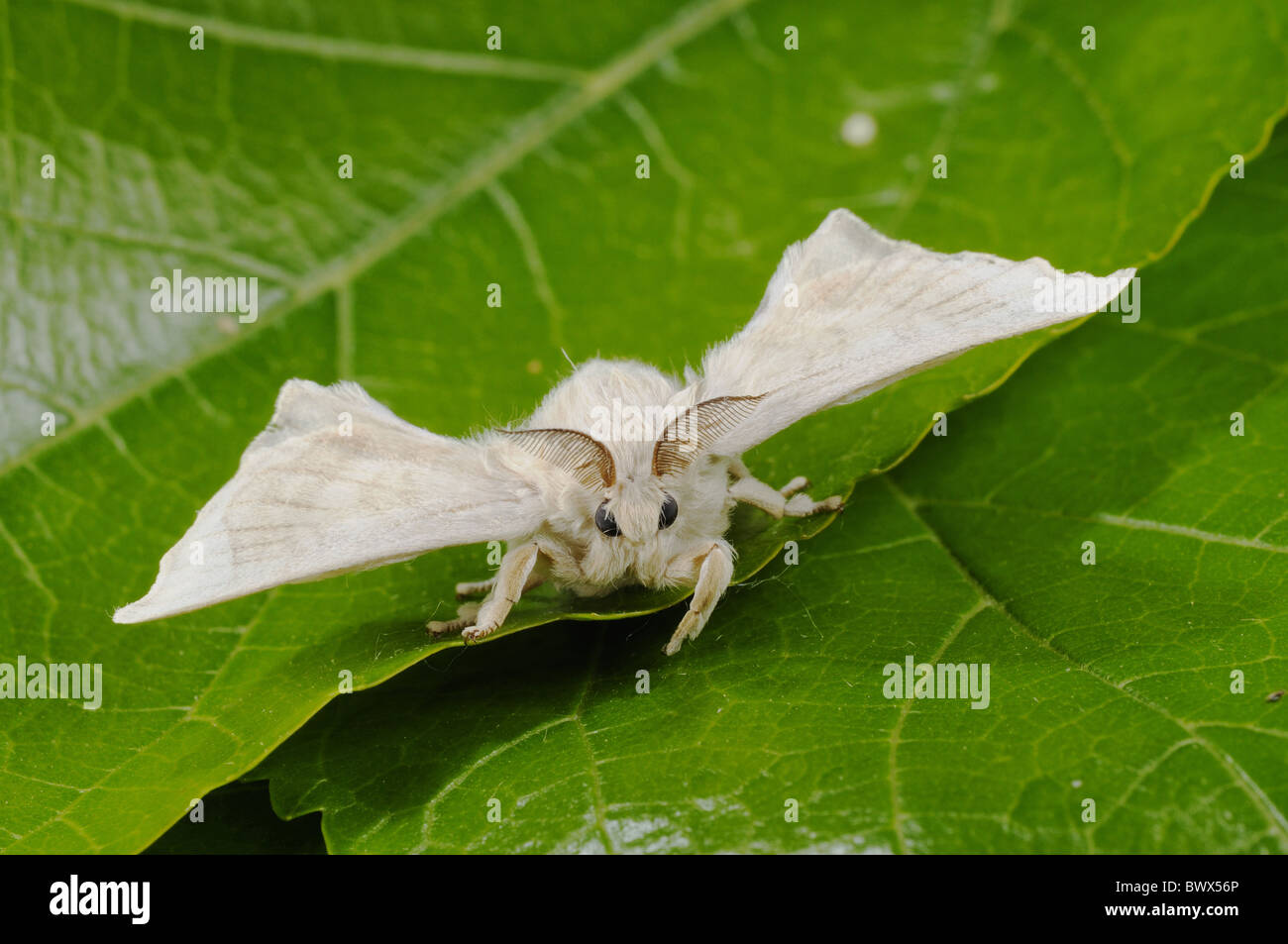 Bombice mori insetti invertebrati animali animali moth falene insetti lepidotteri insetti invertebrati INVERTEBRATI ARTROPODI Foto Stock