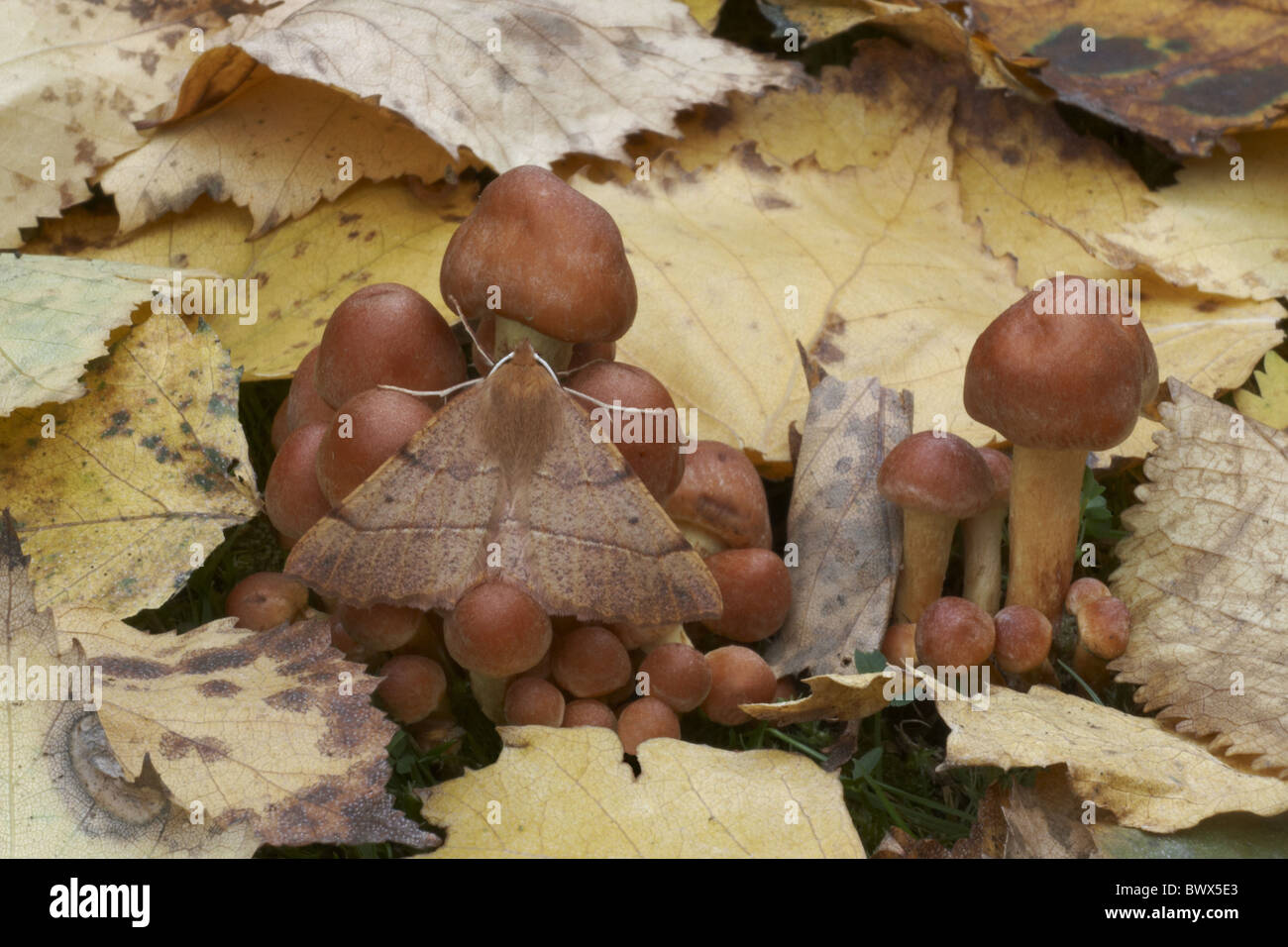 Selvaggina di penna Thorn Tarma (Colotois pennaria) maschio adulto, sono ' appollaiati sul miele fungo tra caduta foglie, Leicestershire, Inghilterra, Foto Stock