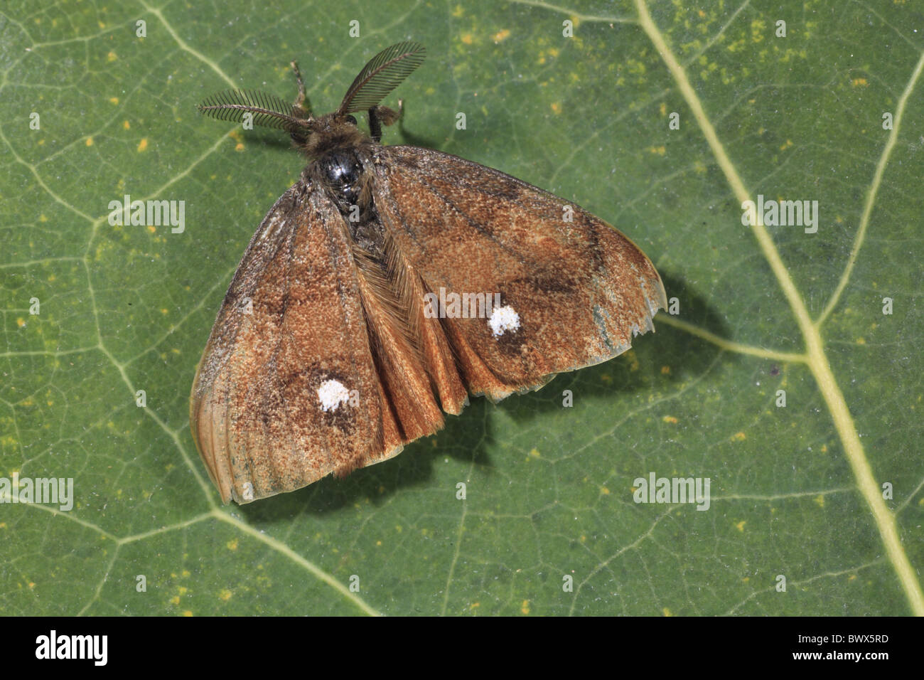 Orgyia antiqua vaporer maschio bug insetto natura naturale e selvaggio ambiente faunistico ambientale europea Europa powys ala del Galles Foto Stock