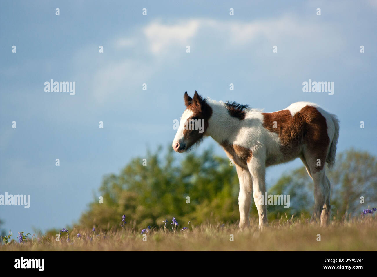 Giovani Pony può Hill GLOUCESTERSHIRE REGNO UNITO Europa Foto Stock