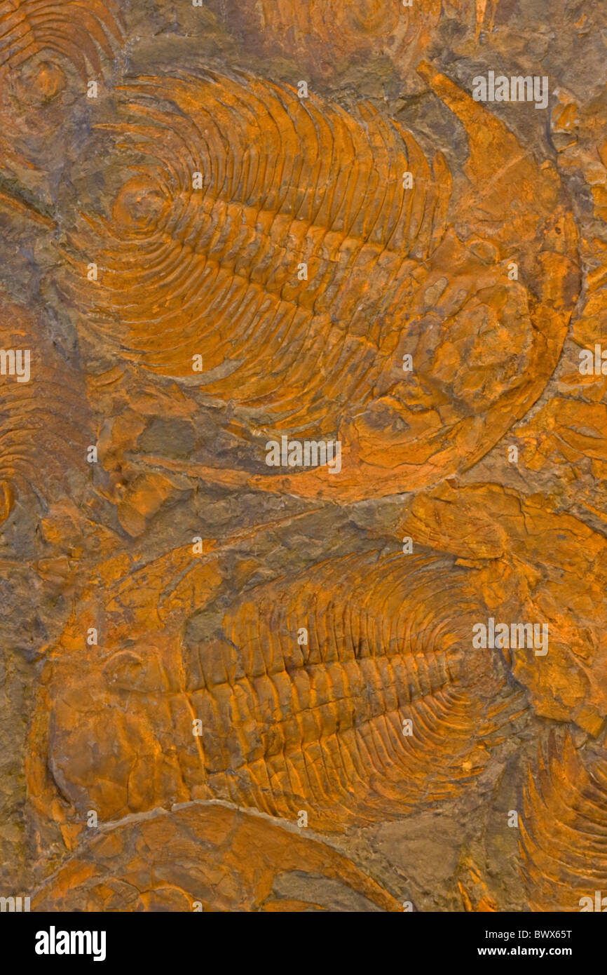 Trilobiti fossili - Acadoparadoxides - Djebel Ougnat - Marocco - dal Cambriano 520 milioni di anni fa Foto Stock