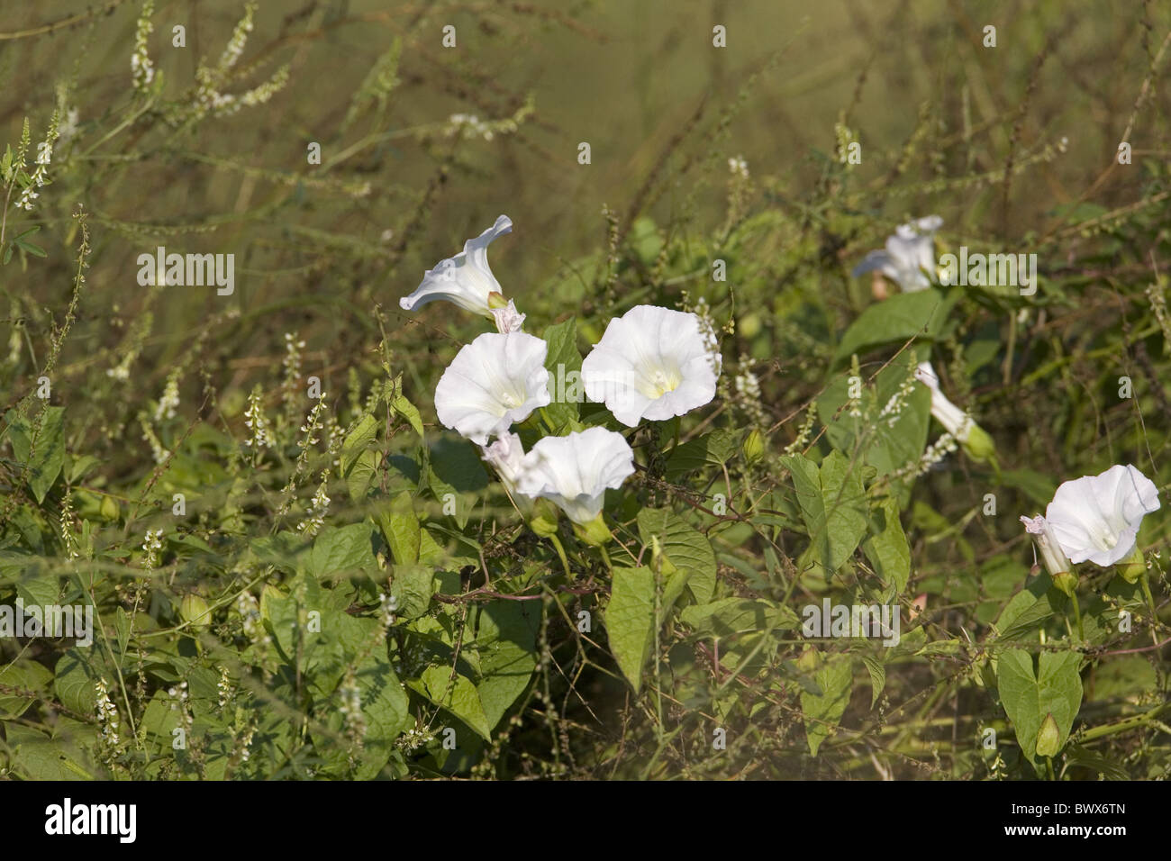 Fiore fiori fiori selvatici fiori selvaggi piante vegetali centinodia bindweeds europa unione eurasia eurasian asia asian 'nord Foto Stock