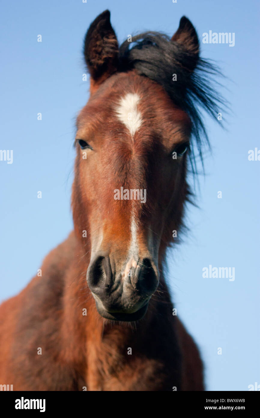 Testa di cavallo Close-up può Hill GLOUCESTERSHIRE REGNO UNITO Europa Foto Stock