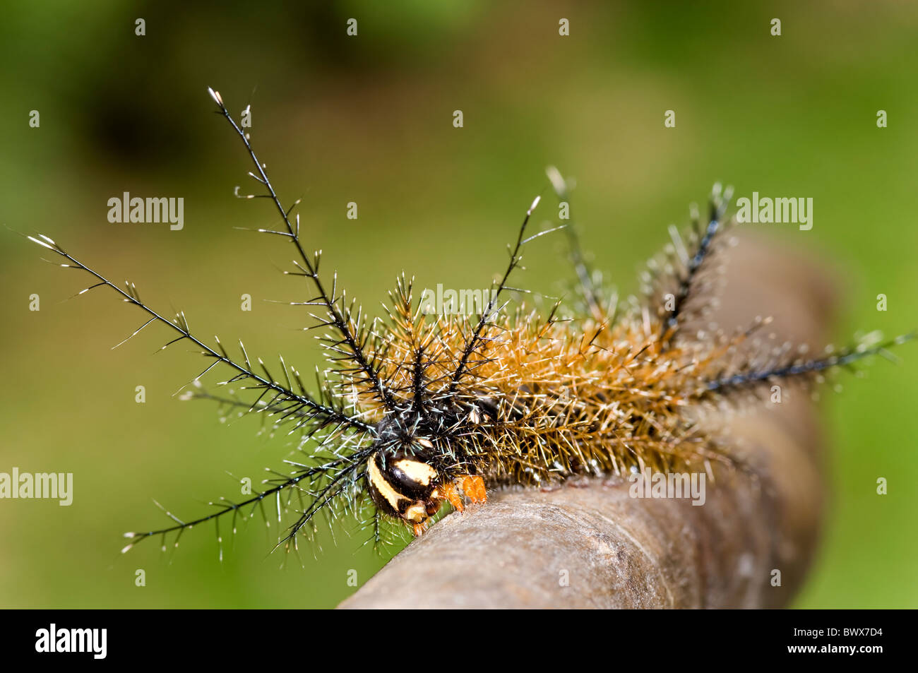 Saturniidae colorati caterpillar da ecuador's rainforest Foto Stock