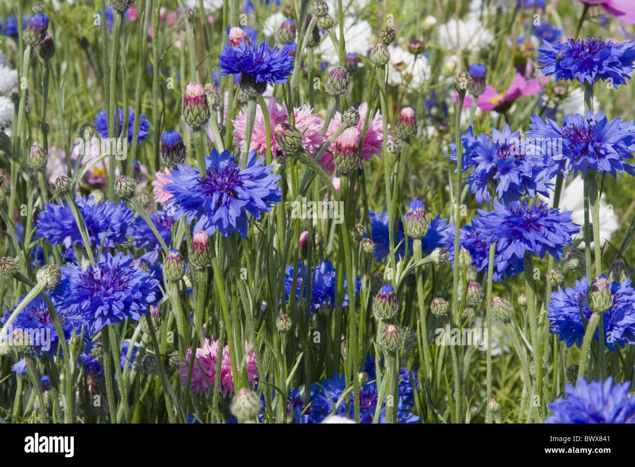 Piante annue annue Asteraceae Bloom blumi Fiordaliso Centaurea cyanus Cornflowers europeo Europa fiore fiori fioritura Natura Foto Stock