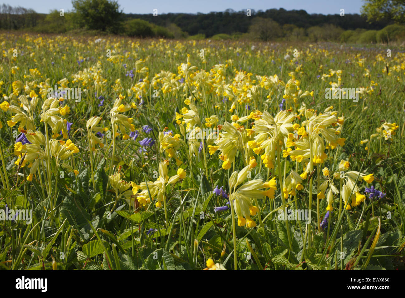 Cowslip (Primula veris) e Bluebell (Endimione non scriptus) massa di fioritura, crescendo nel prato di habitat, Oxwich natura nazionale Foto Stock