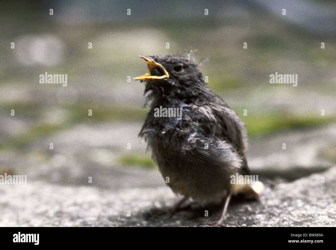 Redbreast uccello giovane animale bestia mangiare Foto Stock