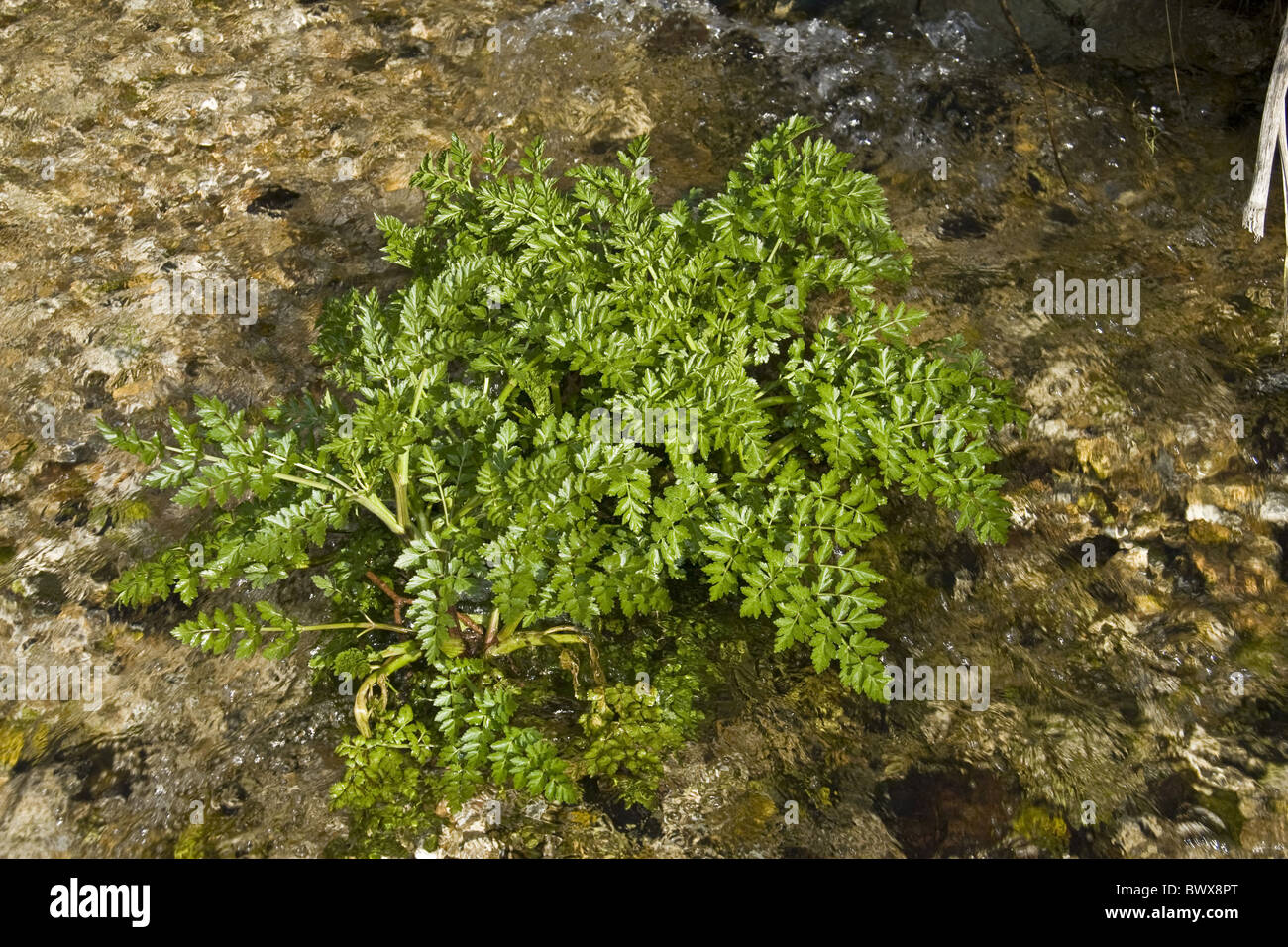 La gran bretagna british england inglese europa impianto europeo di piante velenose cicuta acqua umbelliferae acqua dropwort fiore del Regno Unito Foto Stock