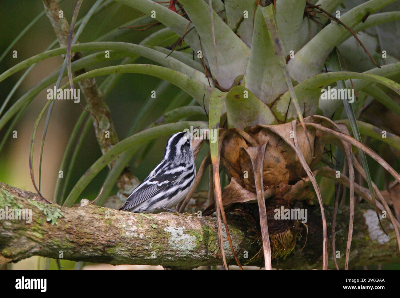 In bianco e nero trillo (Mniotilta varia) maschio adulto, alimentando ad bromeliad, Marshall penna, Giamaica, novembre Foto Stock