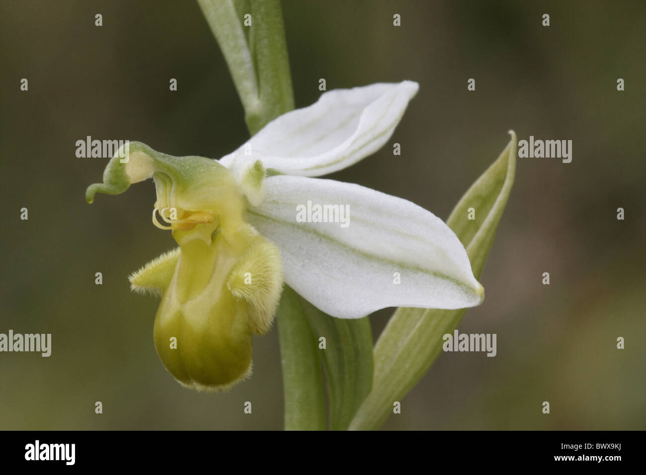 White Bee Orchid Ophrys apifera var. chlorantha Foto Stock