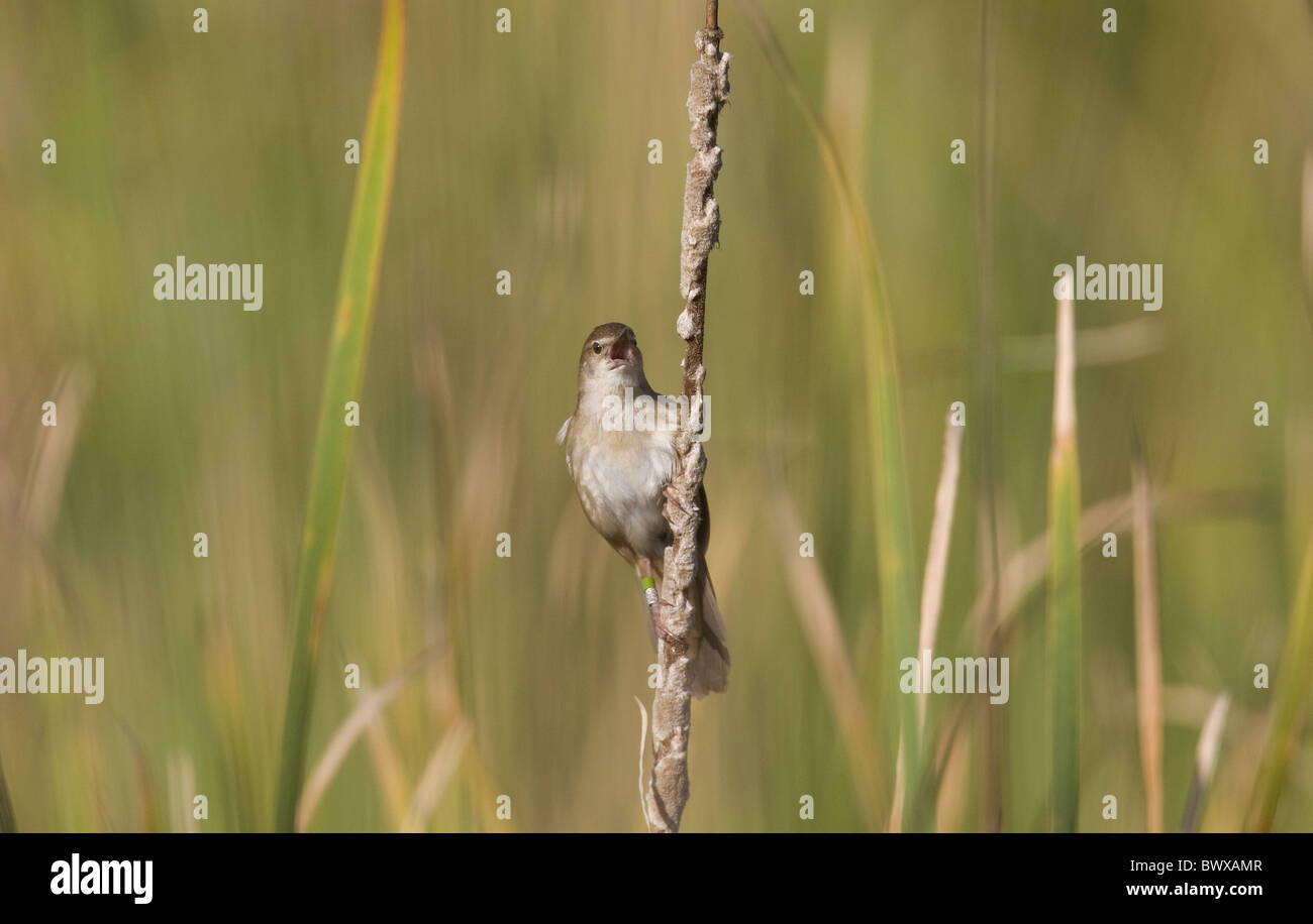 Savi di trillo (Locustella luscinioides) adulto, cantando, appollaiato su reedmace, Spagna Foto Stock