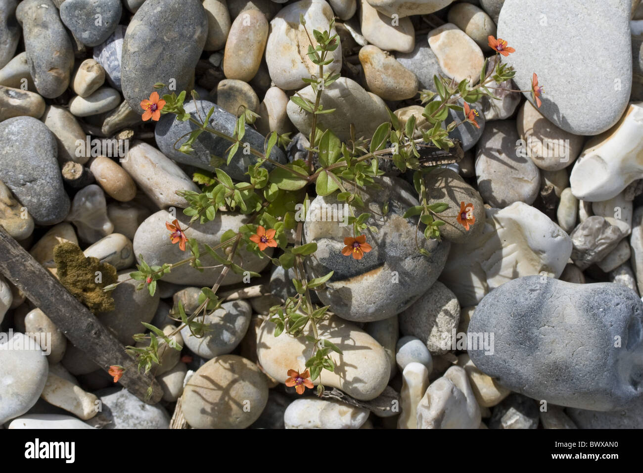 Anagallis dorset ringstead scarlet arvense annuale atlantic beach spiagge fiore fiorisce la gran bretagna british costa coste costiera Foto Stock