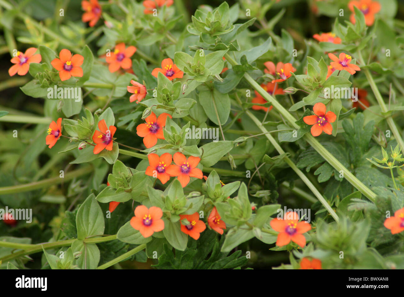 Scarlet Pimpernel Anagallis arvense fioritura Foto Stock