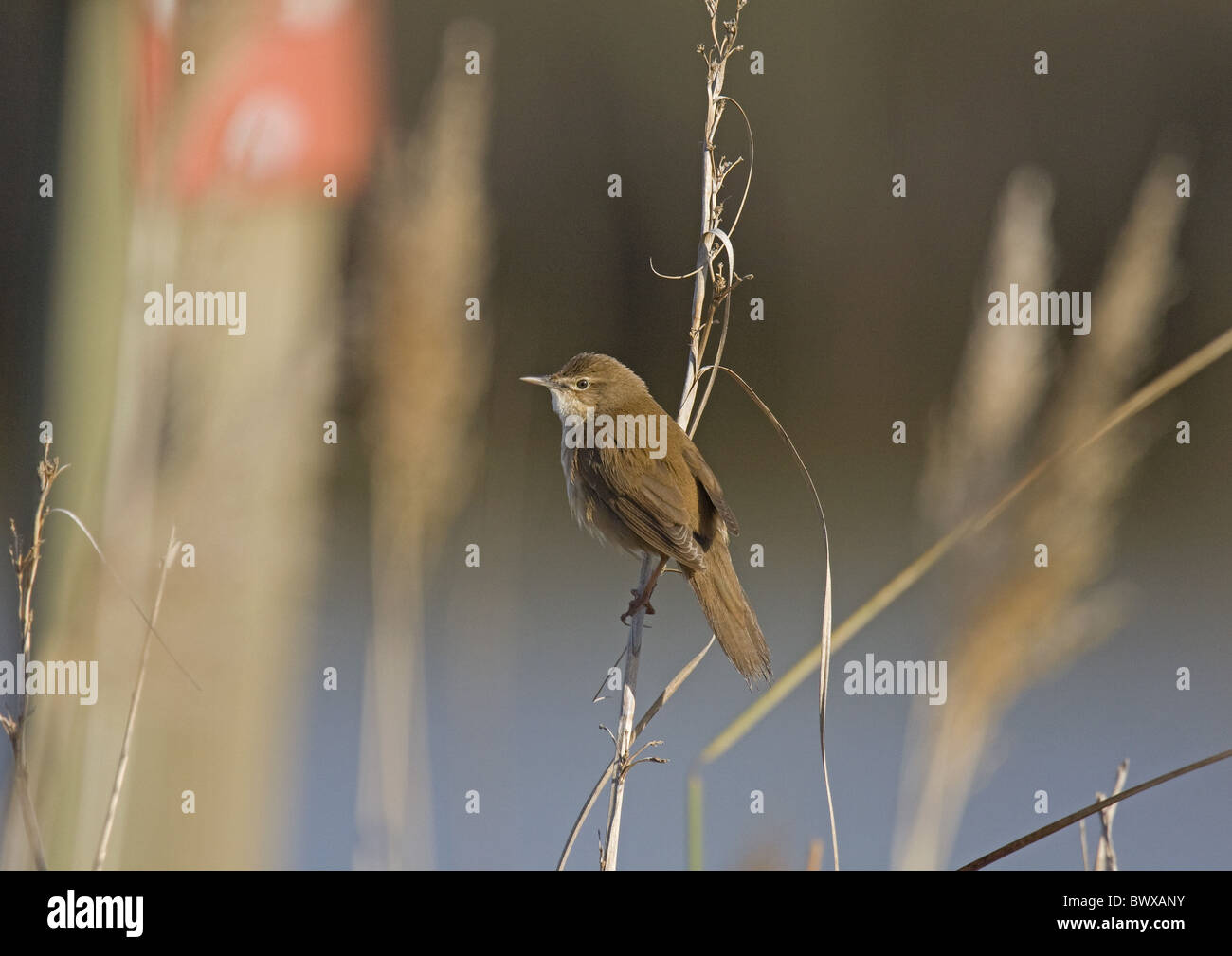 Savi di trillo (Locustella luscinioides) adulto, arroccato sullo stelo, Spagna Foto Stock