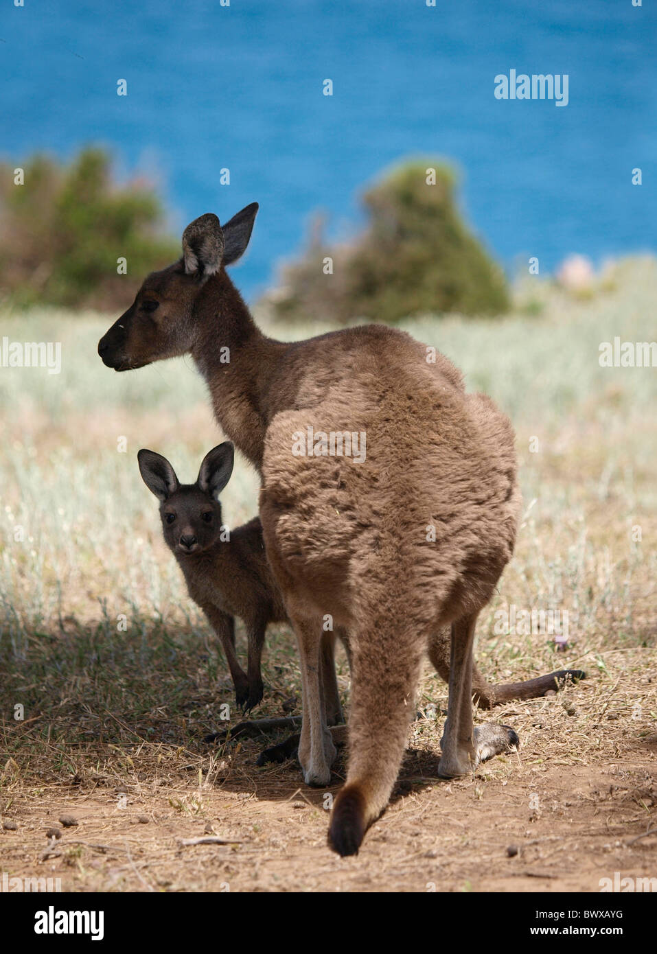 Canguro con Joey, Deep Creek Conservation Park South Australia Foto Stock