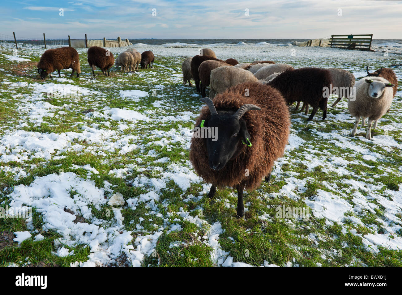 Pecore in inverno a Warder, Markermeer, Paesi Bassi Foto Stock