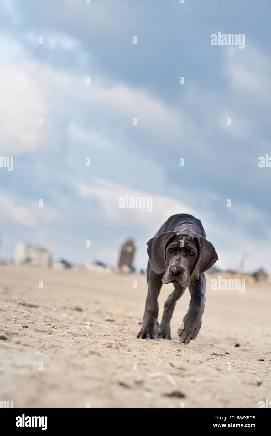 Bellissima Great Dane cucciolo sulla spiaggia Foto Stock