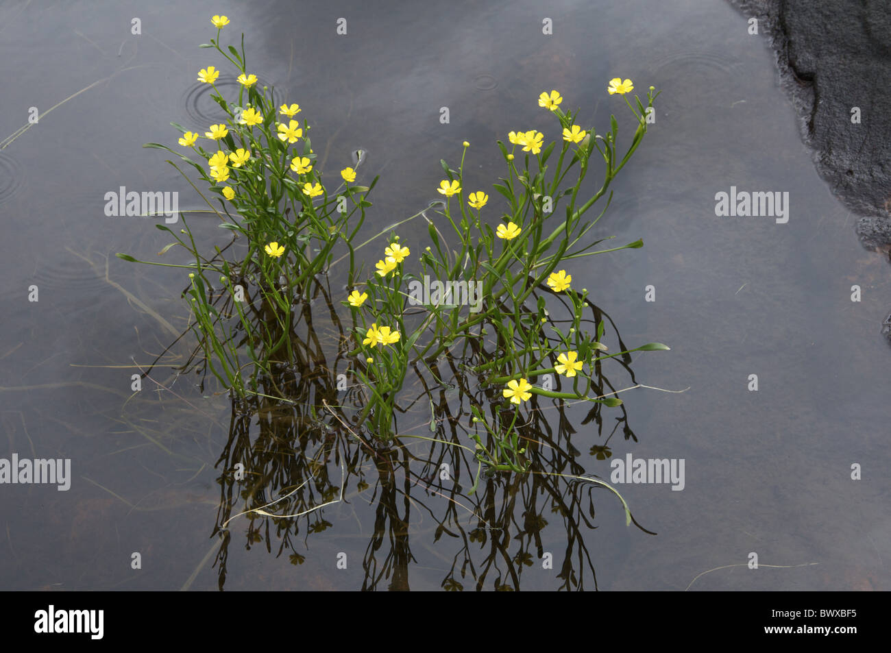 Beinn Eighe Spearwort minor  Ranunculus flammula Torridon fiore fiori piante vegetali spearwort spearworts perenne Foto Stock