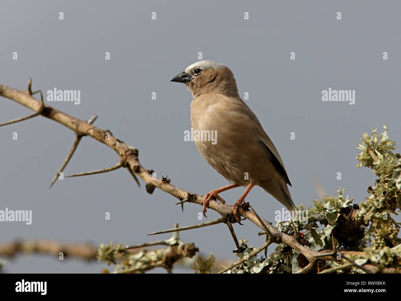 Grigio-capped social-weaver (Pseudonigrita arnaudi) adulto, arroccato in albero morto, Kenya, novembre Foto Stock