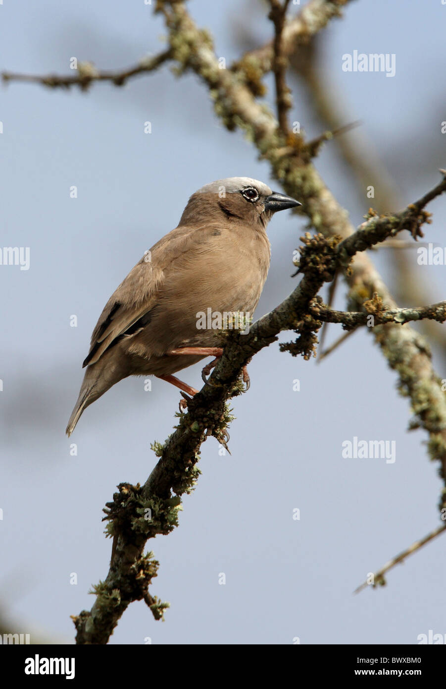Grigio-capped social-weaver (Pseudonigrita arnaudi) adulto, arroccato in albero morto, Kenya, novembre Foto Stock
