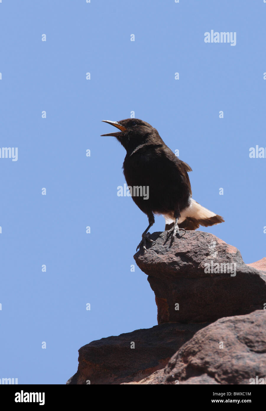 Nero (Culbianco Oenanthe leucura syenitica) nord africana di sottospecie, maschio adulto, cantando, arroccato sulla scogliera di roccia, Marocco, può Foto Stock