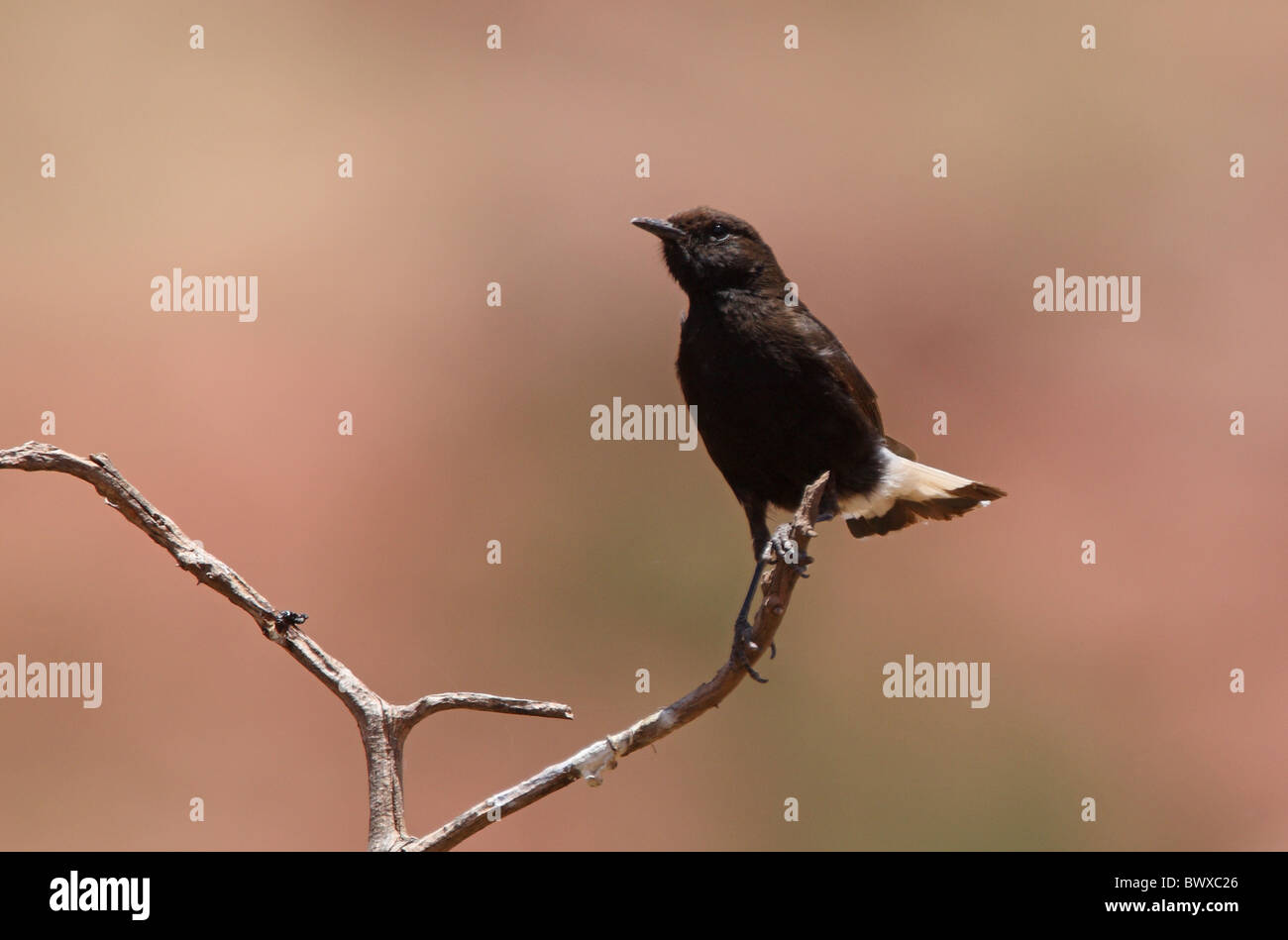 Nero (Culbianco Oenanthe leucura syenitica) nord africana di sottospecie, maschio adulto, appollaiato su ramoscello, Marocco, può Foto Stock