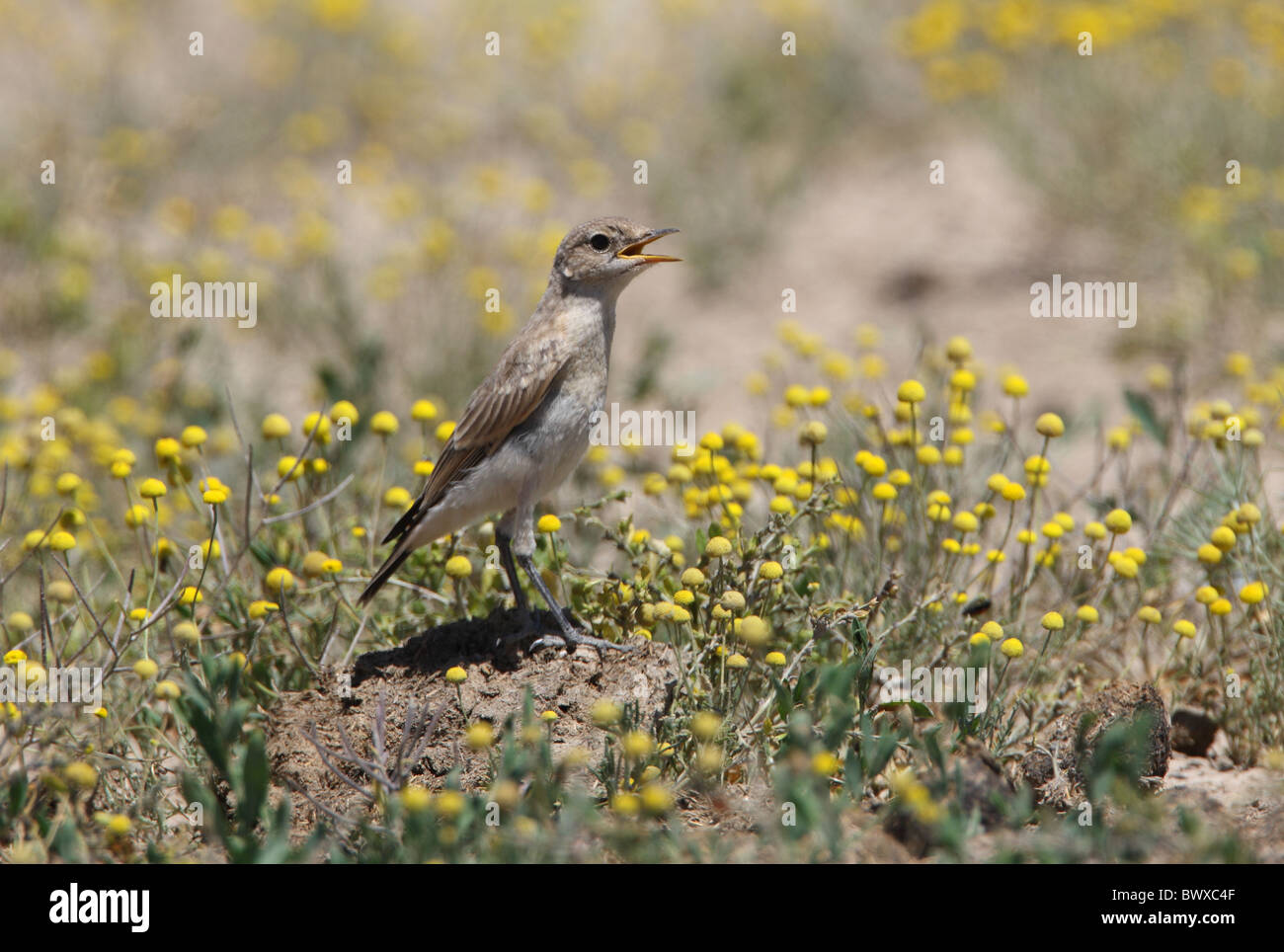 Isabelline culbianco (Oenanthe isabellina) capretti, ansimando a metà giornata sole, in piedi sul suolo, Taukum deserto, Kazakistan, può Foto Stock