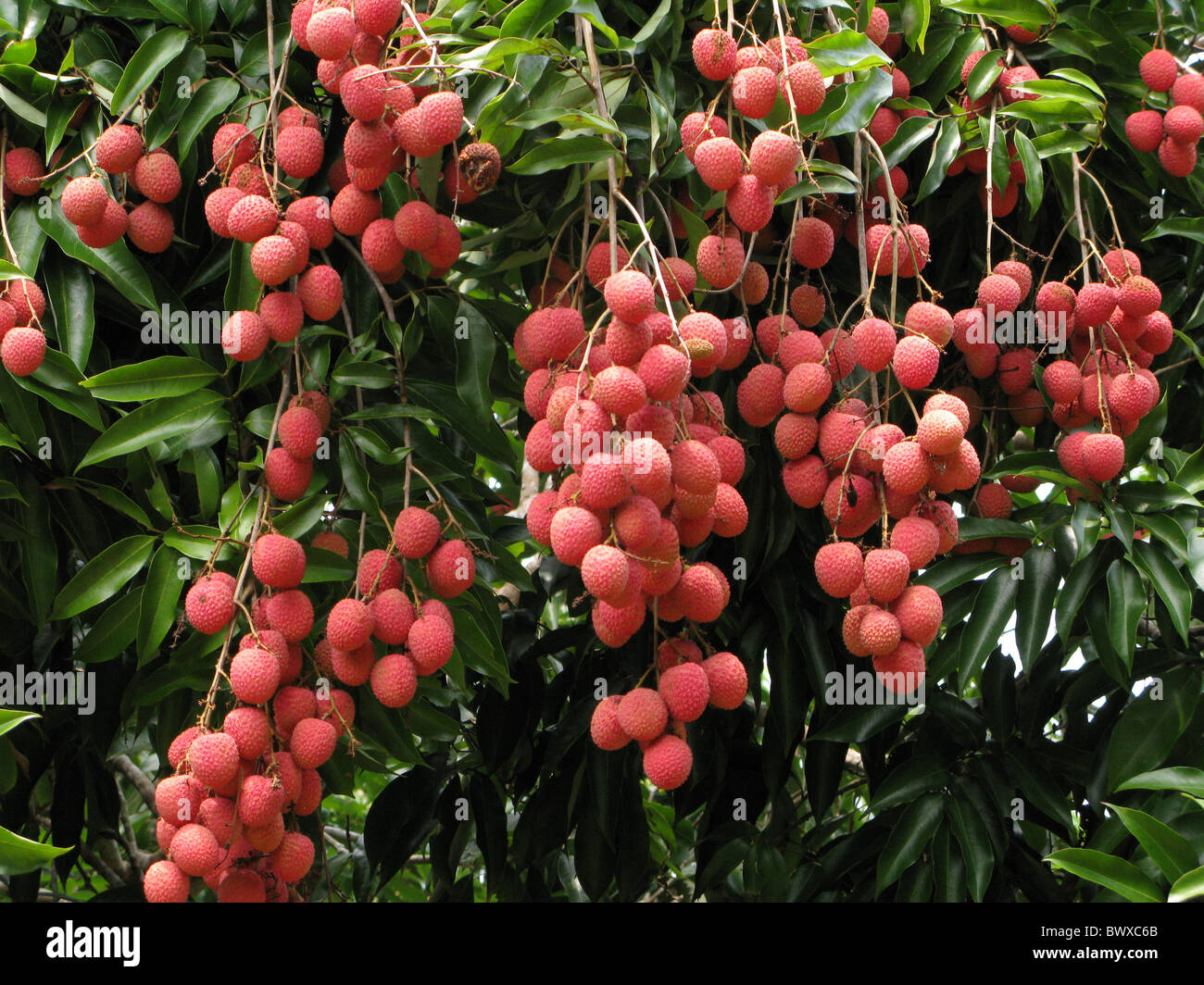 Litchi Litchi chinensis frutti hanging tree Foto Stock