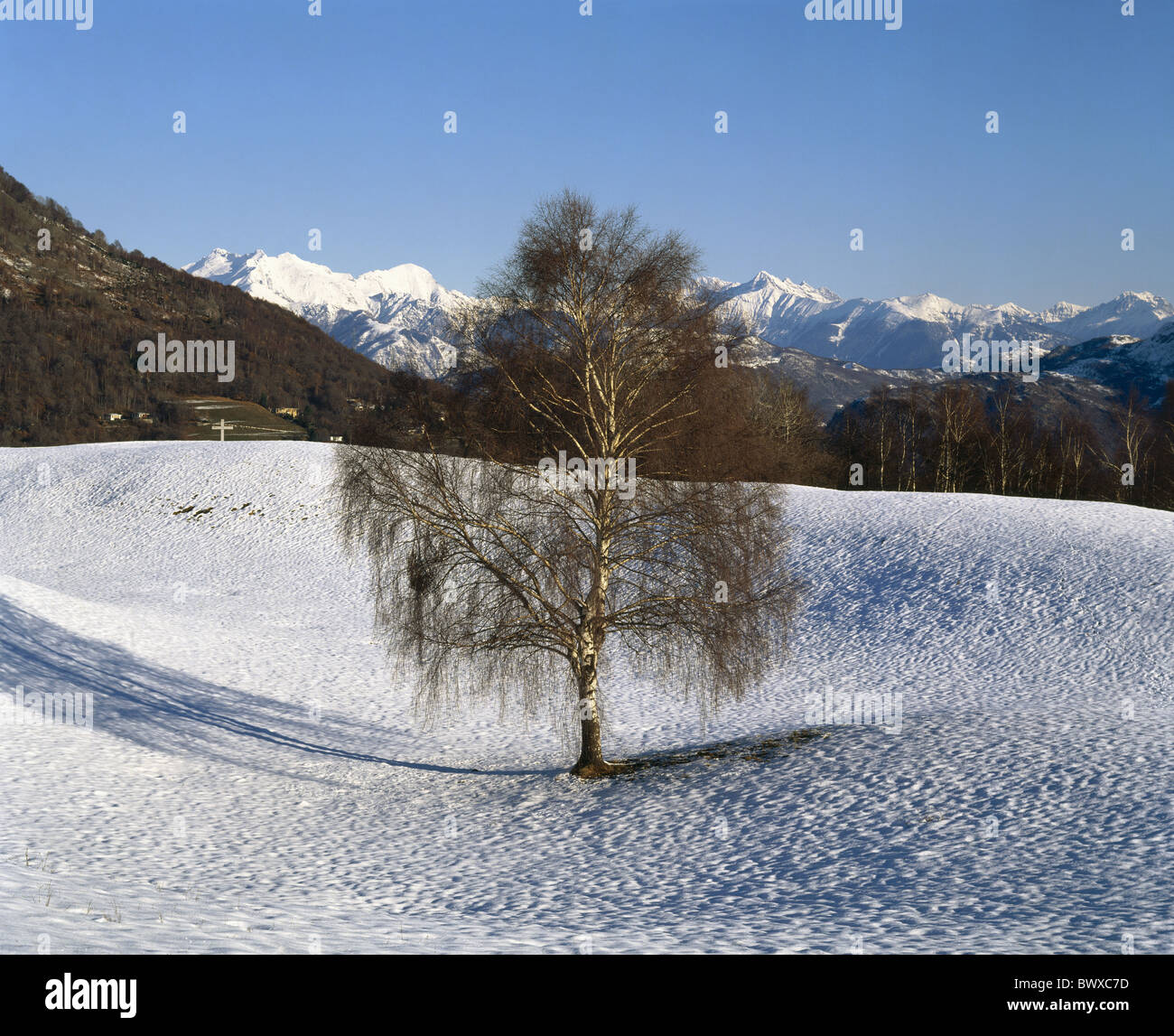 Tree montagne foto serie serie 4 stagioni di betulla sfumature di legno di neve prato boschivo inverno svizzera Foto Stock