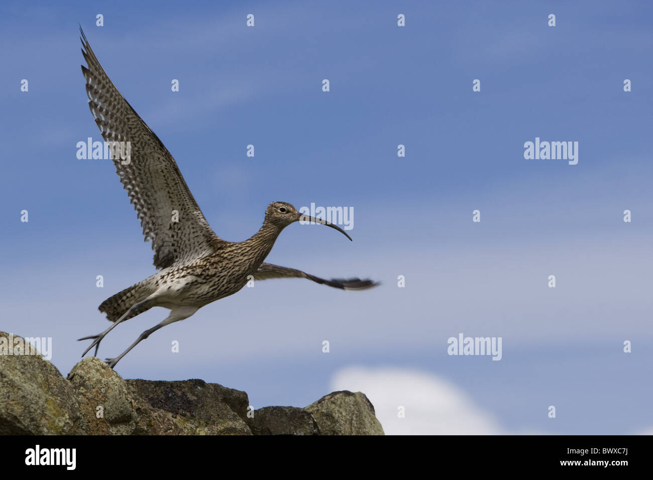 Whimbrel (Numenius phaeopus) adulto, in volo, tenendo fuori dalle rocce, Scozia Foto Stock
