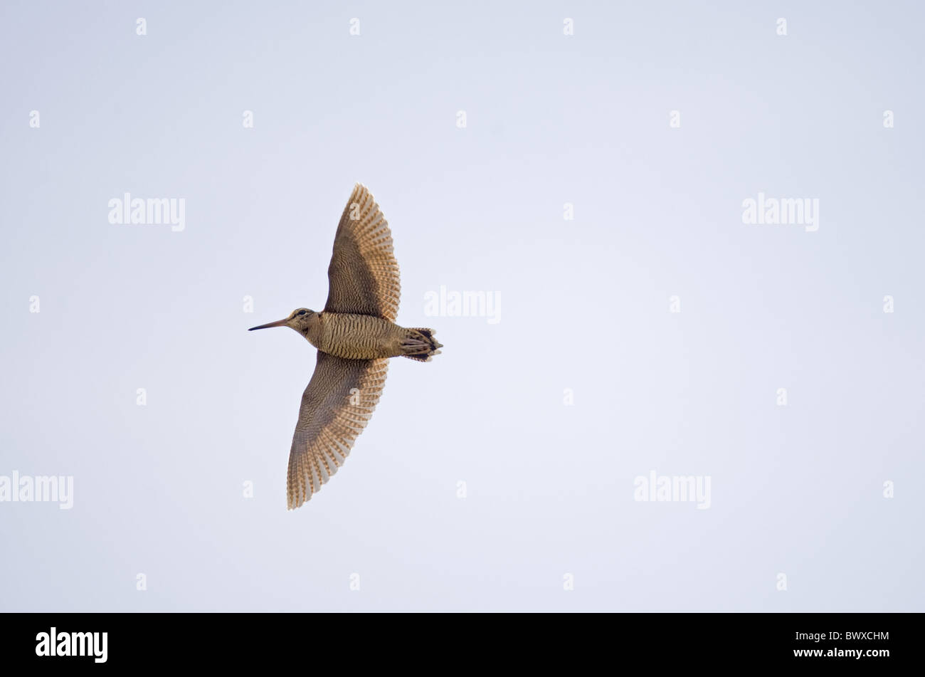 Beccaccia (Scolopax rusticola) adulto, in volo, Nofolk, Inghilterra, inverno Foto Stock