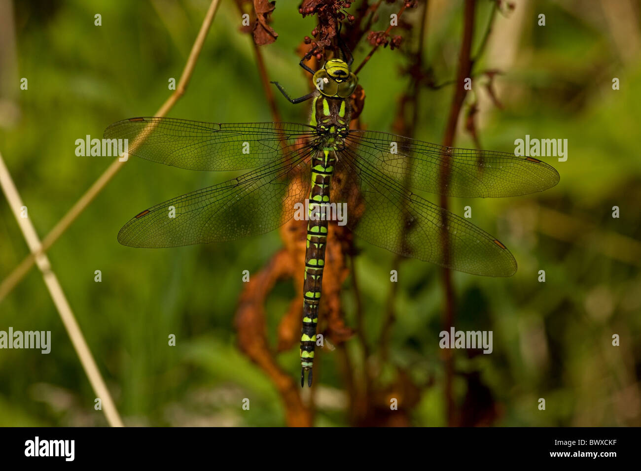 Southern Hawker (Aeshna cyanea) appena emerso dragonfly adulti dalla ninfa acquatica tappa - Inghilterra REGNO UNITO Foto Stock