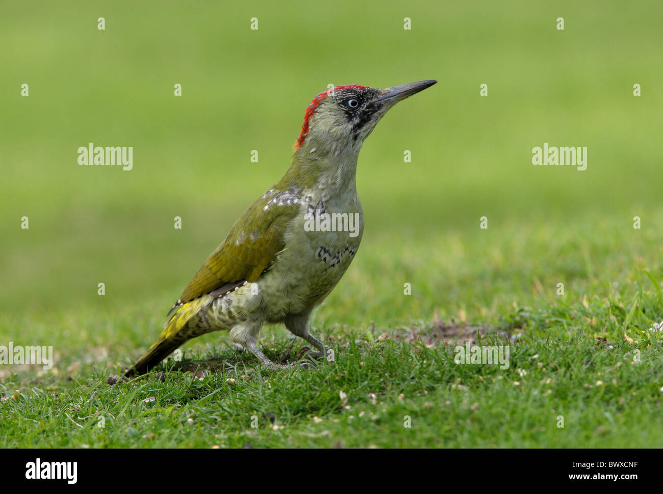 Picchio verde (Picus viridis) immatura e moulting nel piumaggio adulto, in piedi su erba corta, Norfolk, Inghilterra, settembre Foto Stock