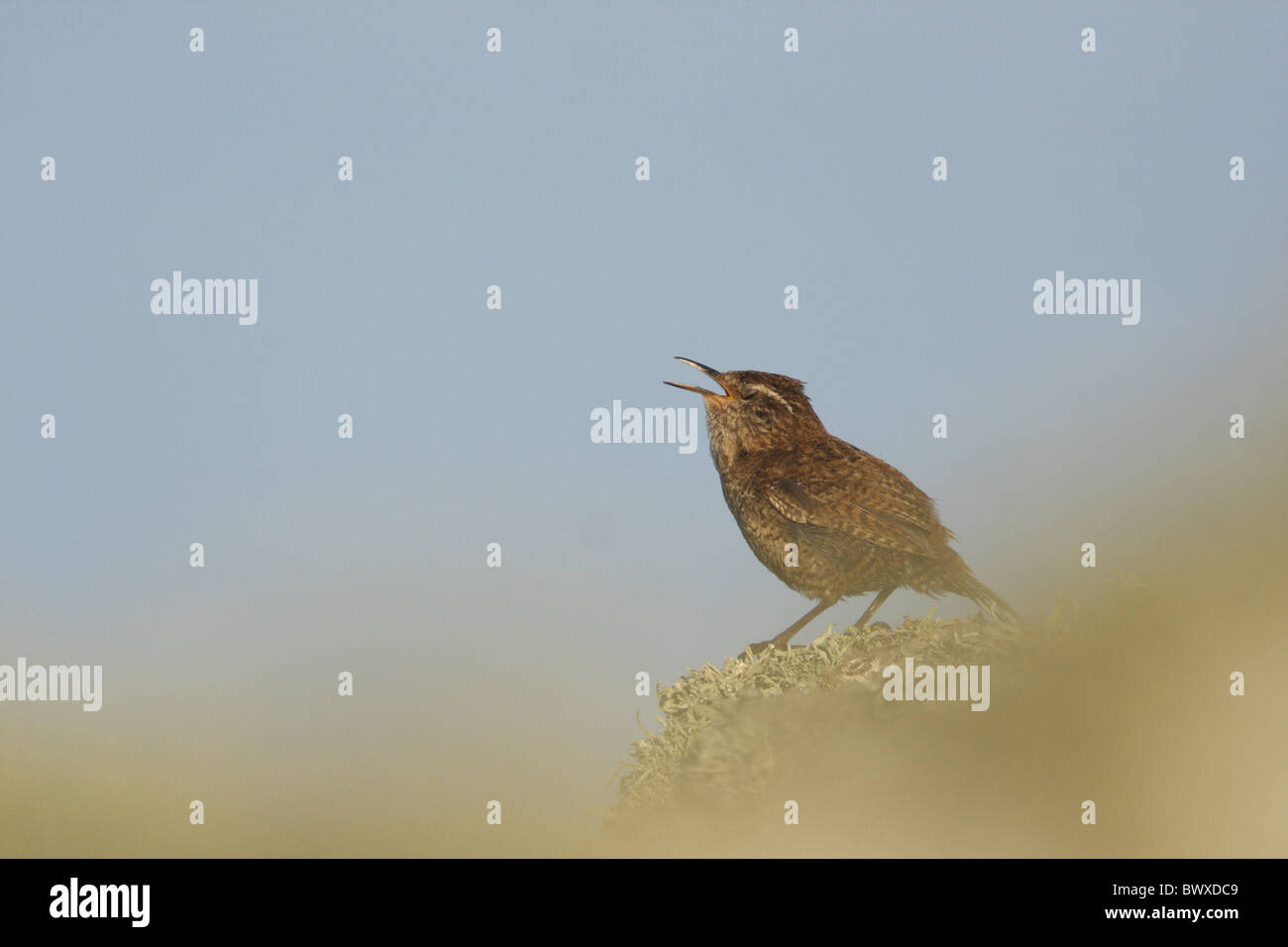 Shetland Wren (Troglodytes troglodytes zetlandicus) adulto, cantando, in piedi sulla pietra a secco a parete, Isole Shetland Scozia, giugno Foto Stock